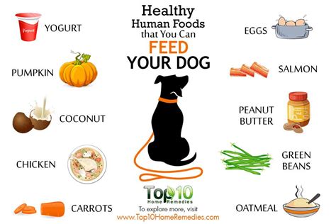 Top 10 Beneficial Human Foods for Healthier Dogs